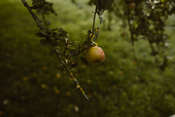 Obraz premium apple on a branch