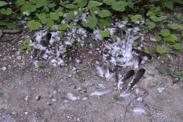 BEUTE  . BUSSARD . Manchmal wird der Jäger (Bussard) zum Opfer (des Fuchses)