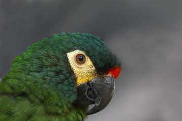 Porträt eines Rotrückenaras, Primolius maracara 