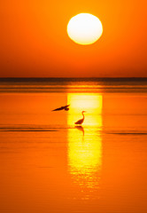 Bird silhouettes on the sea shelf in the light of the setting sun. Evening at Sea.