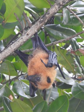 Cut fruit bat hanging in a tree