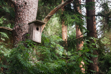 birdhouse on a pine trunk