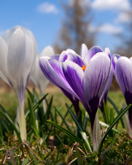 crocus in spring