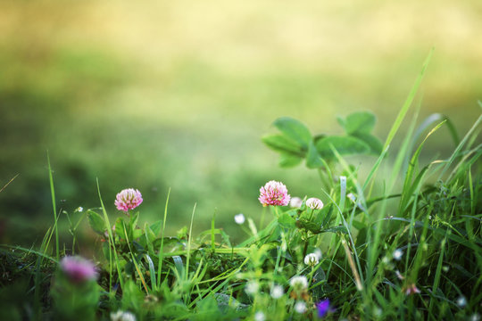 lawn with clover