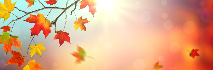 Naklejka na ściany i meble Autumn Background banner with Colorful Falling Leaves And Sunlight