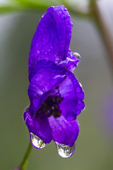 Aconite Jungar close up with water drops with blur