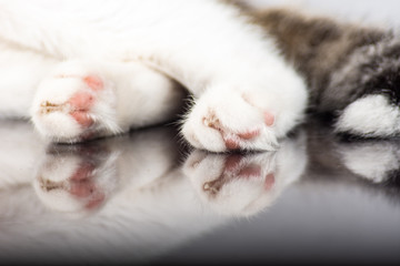 patas de gato con reflejo