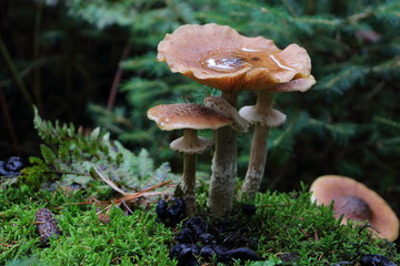 Beautiful honey agaric in the Netherlands