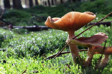 Beautiful honey agaric in the Netherlands