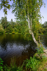 Lake in the forest. Clear calm water and large trees.