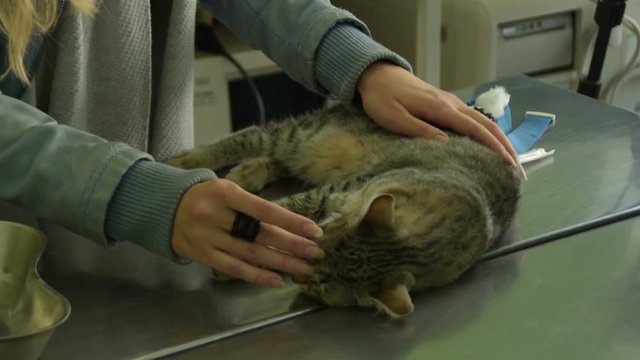 owner petting her lying cat at veterinarians