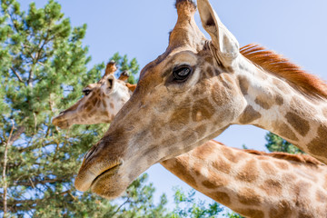 Graceful giraffes stand on background of trees and sky at midday - 230118077