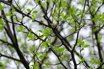 branch with green leaves
