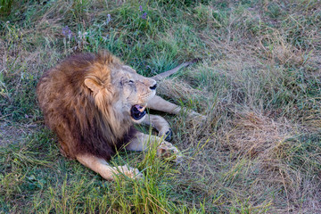 Growling lion is lying on the meadow - 230118273