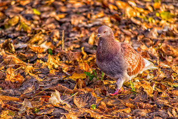 dove in the park on a sunny autumn day