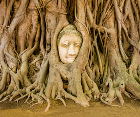 Stone Buddha head embedded in the tree roots at Wat Mahathat temple, Ayutthaya, Thailand
