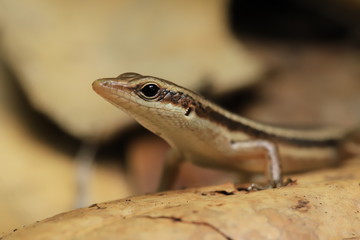 Close-up of an lizard
