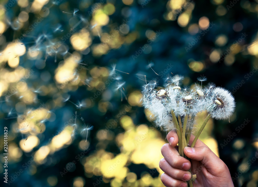 Wall mural a bouquet of dandelion spring flowers with white fluffy seeds holds a hand and scatter far into the sky in a clear Sunny Park