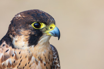 Eleonora's falcon (Falco eleonorae) closeup. Portrait of falcon looking right, photographed in profile. Beautiful bird of prey isolated.