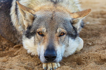 Naklejka na ściany i meble Grey Wolf (Canis lupus) closeup portrait. Alpha Grey wolf resting with head on paw and looking at camera