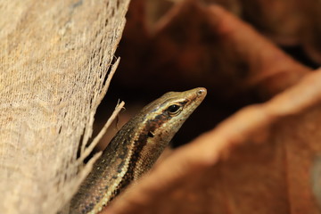 Close-up of an lizard