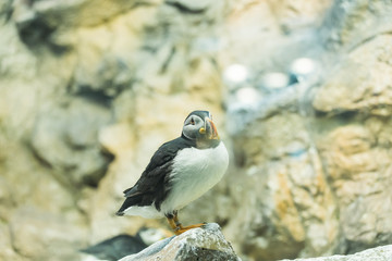 Bird, wildlife and zoo concept - Atlantic Puffin or common puffin