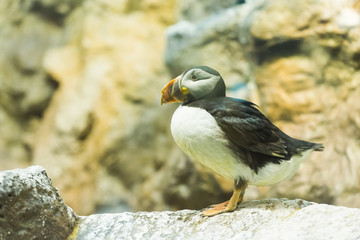 Bird, wildlife and zoo concept - Atlantic Puffin or common puffin