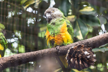 Bird, wildlife and zoo concept - Beautiful parrot on tree branch.