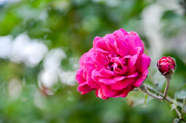 pink rose in the garden