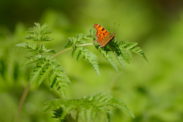 red butterfly on grass