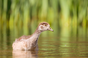 Egypt gosling in the lake