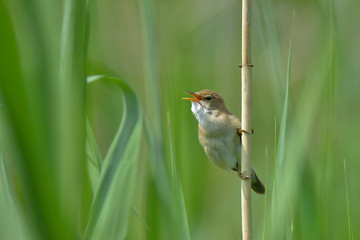tiny bird singing