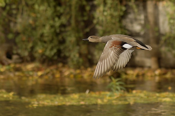 Gadwall duck flying over lake