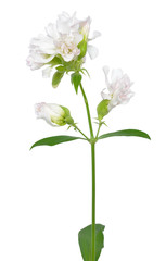 Saponaria officinalis flower