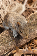 Young Eastern Gray Squirrel
