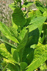 Leaves and stems of tobacco