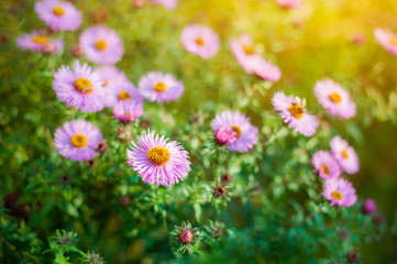 Sweet pink purple cosmos flowers in the field with blue sky background in cosmos field and copy space useful for spring background or greeting card