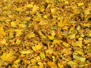Yellow maple and oak leaves on the ground, selective focus. Autumn weather background, fall foliage