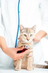 Woman veterinarian checkup a kitten.