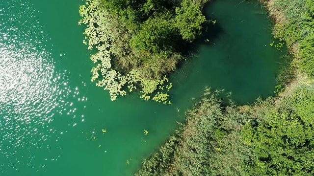 Aerial top view  of lotus flowers  on the lake