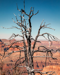 Raven Black Bird in a Dead Tree In Grand Canyon