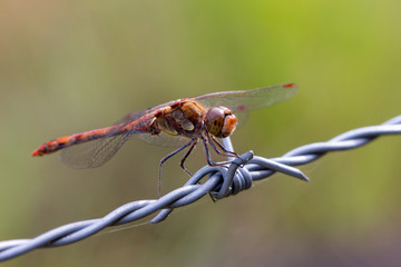 dragonfly, Common darter, rest on  barbed wire