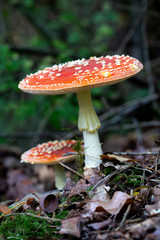 Amanita muscaria or  fly agaric is a toxic mushroom