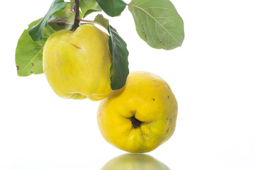 ripe fruit quince isolated on white background