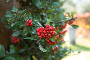 Rowan berries on rowan tree. Sorbus aucuparia.