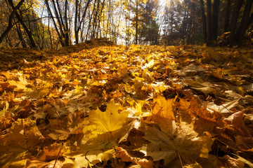 Maple leaves