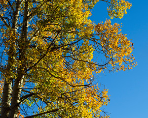 Fototapeta premium Aspen