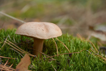 Suillus bovinus, also known as the Jersey cow mushroom or bovine bolete