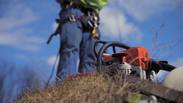 arborist puts on a climbing belt