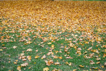 yellow leaves on the meadow